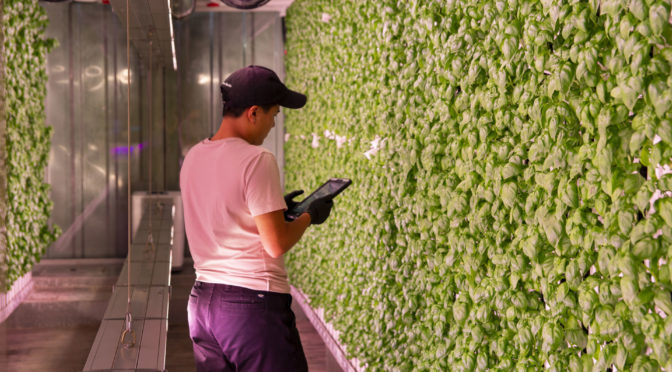 Next-Gen_Farmer_Micah_Helle_Basil_Farm2_Brooklyn.jpg--672x372